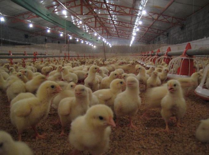 chicken feed making machines